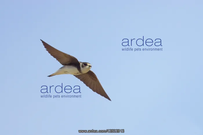 : Sand Martin - In Flight : Sand Martin - In Flight