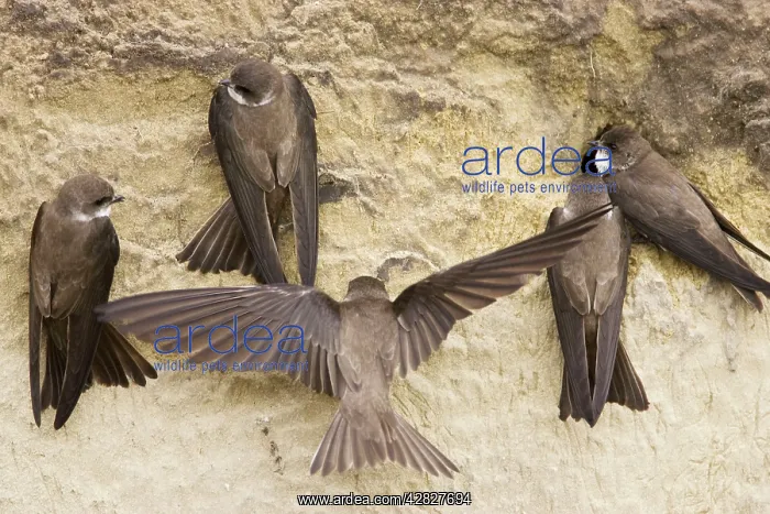 : Sand Martin - group starting to excavate nest hole : Sand Martin - group starting to excavate nest hole