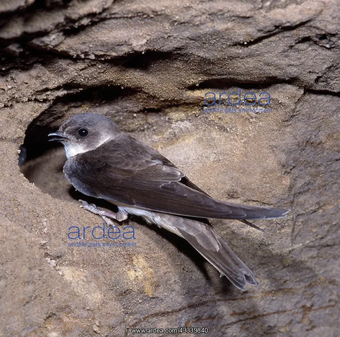 : SAND MARTIN AT HOLE : SAND MARTIN AT HOLE