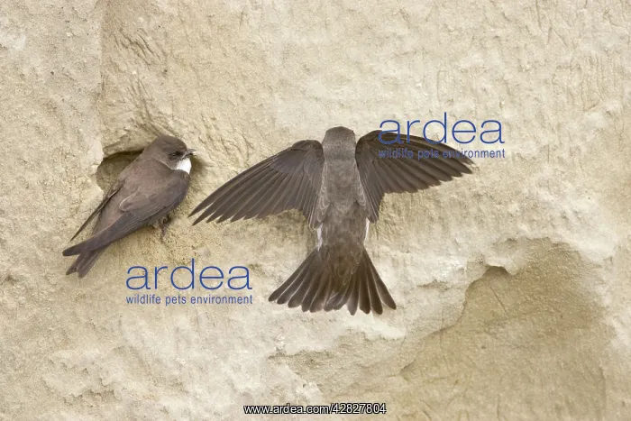 : Sand Martin - making first attempt at digging nest hole : Sand Martin - making first attempt at digging nest hole