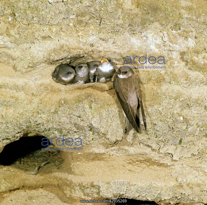 : SAND MARTIN AT NEST : SAND MARTIN AT NEST
