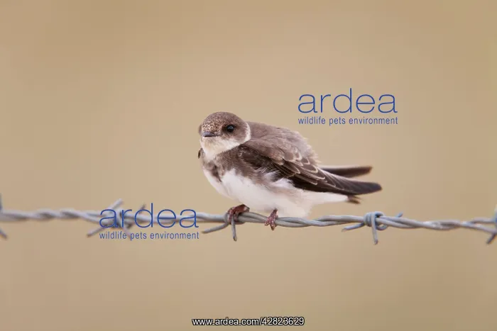 : Sand Martin - perched on barbed wire : Sand Martin - perched on barbed wire