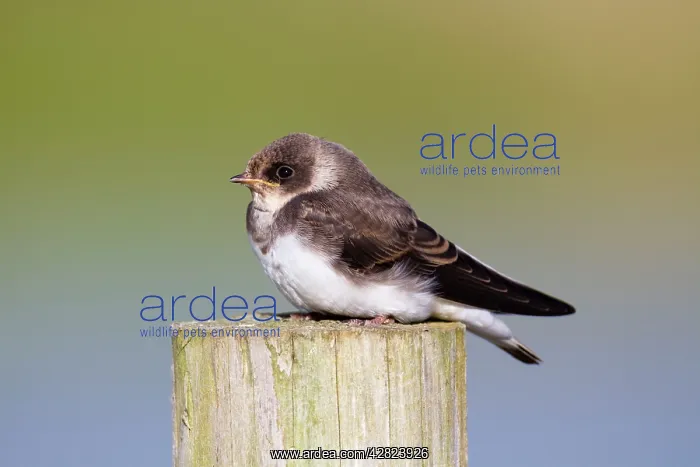 : Sand Martin - on a post : Sand Martin - on a post