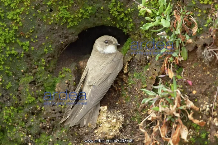 : Sand Martin (Riparia riparia), adult, at nesthole : Sand Martin (Riparia riparia), adult, at nesthole