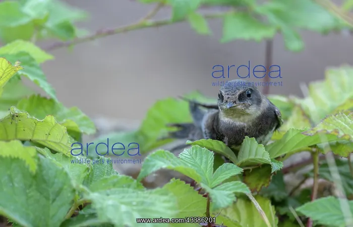 : Sand martin, Riparia riparia, briefly resting, a : Sand martin, Riparia riparia, briefly resting, a