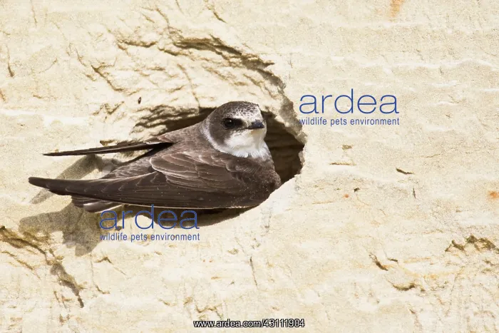  : Sand Martin (Riparia riparia), digs nesting cave