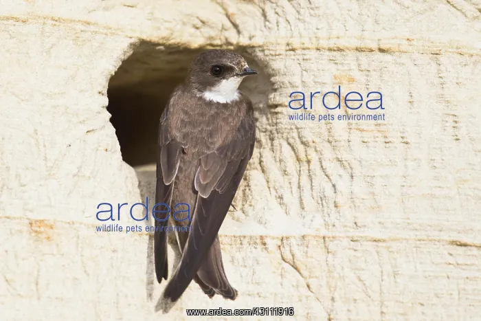 : Sand Martin (Riparia riparia), Emsland, Lower Saxony : Sand Martin (Riparia riparia), Emsland, Lower Saxony