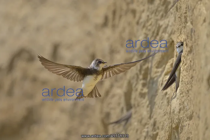 : Sand martin (Riparia riparia) flying in front of a rocky wall : Sand martin (Riparia riparia) flying in front of a rocky wall