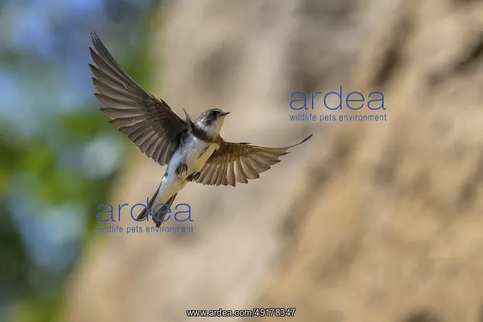 : Sand martin (Riparia riparia) gliding through the sky : Sand martin (Riparia riparia) gliding through the sky