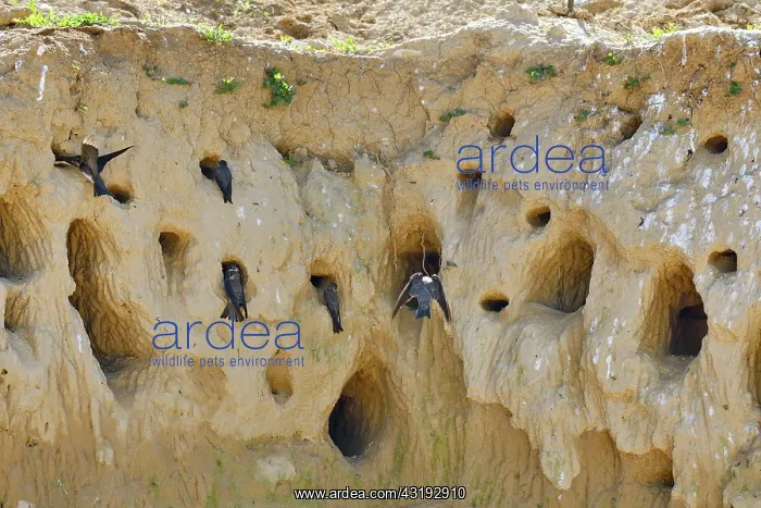 : Sand Martin (Riparia riparia) at nest, nesting site : Sand Martin (Riparia riparia) at nest, nesting site