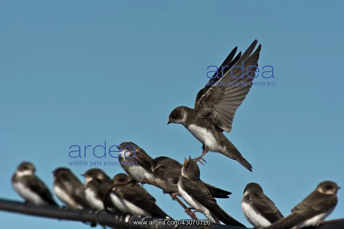 : Sand Martin (Riparia riparia). Stevns, Denmark in : Sand Martin (Riparia riparia). Stevns, Denmark in