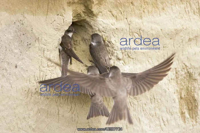 : Sand Martin - rival pair try to take occupied nest site : Sand Martin - rival pair try to take occupied nest site