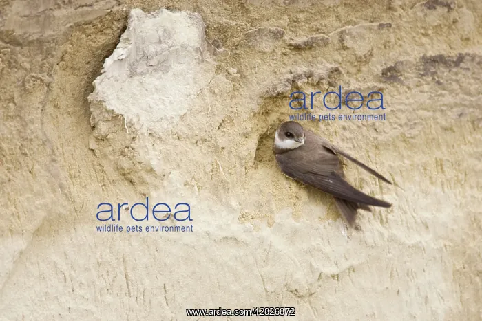 : Sand Martin - on sand bank breeding site : Sand Martin - on sand bank breeding site