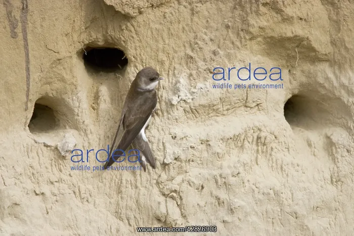: Sand Martin - on sand bank breeding site : Sand Martin - on sand bank breeding site