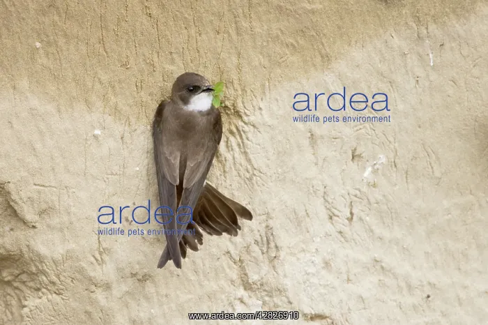 : Sand Martin - on sand bank breeding site : Sand Martin - on sand bank breeding site