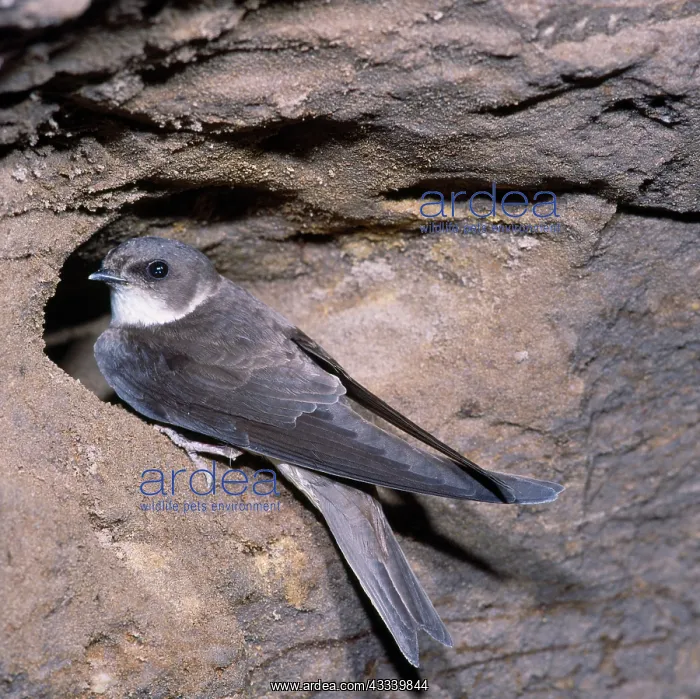 : SAND MARTIN - at sandy nest hole : SAND MARTIN - at sandy nest hole