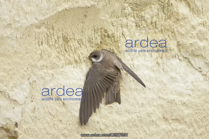 : Sand Martin - starting to excavate nest hole in sand bank : Sand Martin - starting to excavate nest hole in sand bank