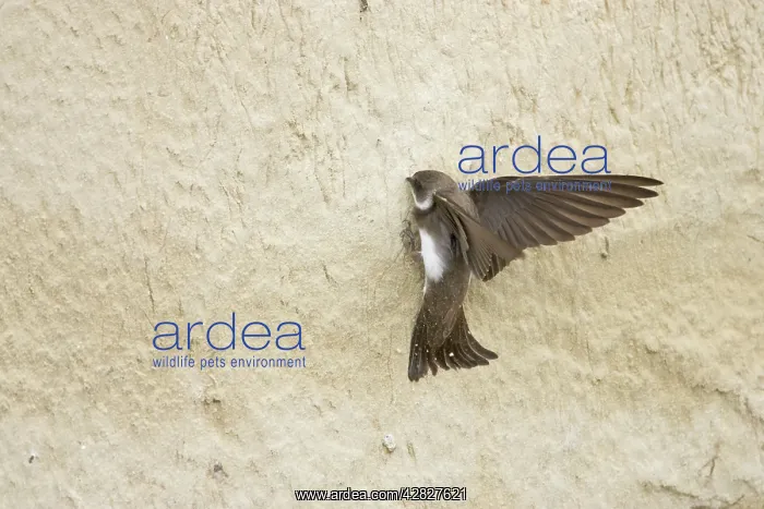 : Sand Martin - starting to excavate nest hole in sand bank : Sand Martin - starting to excavate nest hole in sand bank