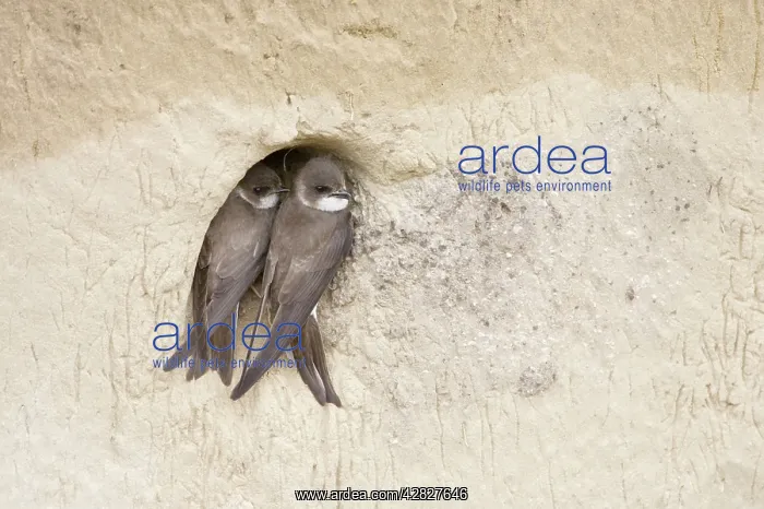 : Sand Martin - starting to excavate nest hole in sand bank : Sand Martin - starting to excavate nest hole in sand bank