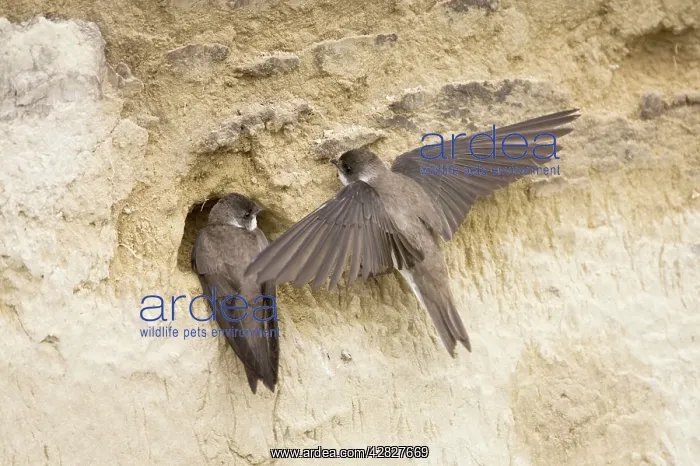  : Sand Martin - starting to excavate nest hole in sand bank