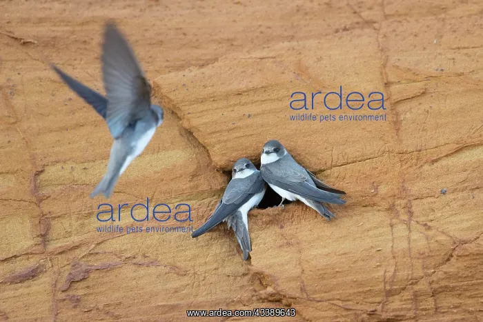 : Sand Martins : Sand Martins