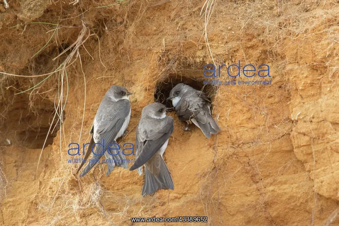 : Sand Martins : Sand Martins