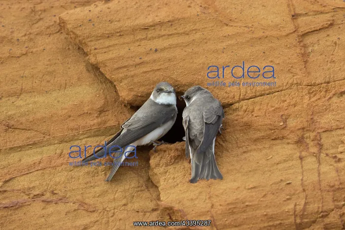 : Sand Martins : Sand Martins