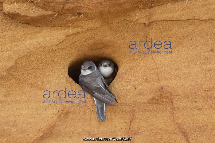 : Sand Martins