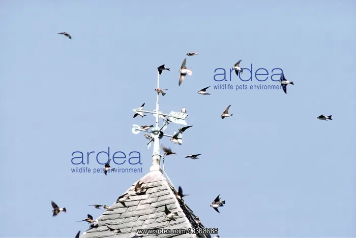 : SAND MARTINS - in flight : SAND MARTINS - in flight