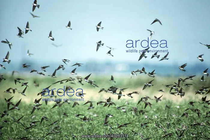 : SAND MARTINS - flocking : SAND MARTINS - flocking