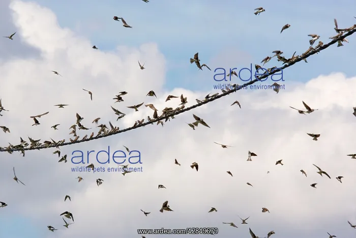 : Sand Martins - Large flock gathering on wire : Sand Martins - Large flock gathering on wire