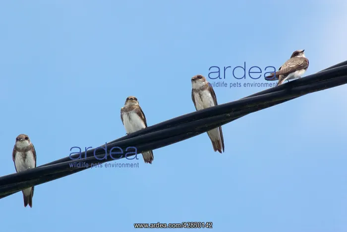 : Sand Martins - Perched on wire : Sand Martins - Perched on wire
