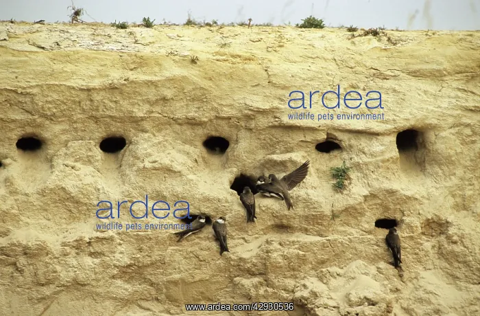 : Sand Martins - quarrel over nest holes in the sand : Sand Martins - quarrel over nest holes in the sand