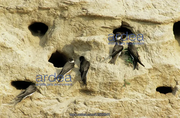 : Sand Martins - quarrel over nest holes in a sand : Sand Martins - quarrel over nest holes in a sand