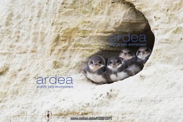 : Sand Martins (Riparia riparia), young birds, Emsland : Sand Martins (Riparia riparia), young birds, Emsland