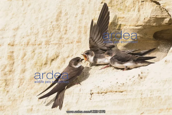 : Sand Martins (Riparia riparia), Feeding of young : Sand Martins (Riparia riparia), Feeding of young
