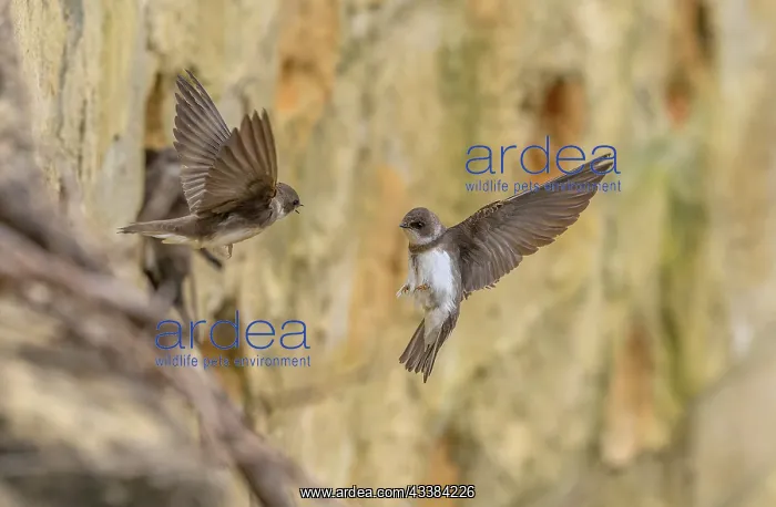 : Sand martins, Riparia riparia, gathering at thei : Sand martins, Riparia riparia, gathering at thei