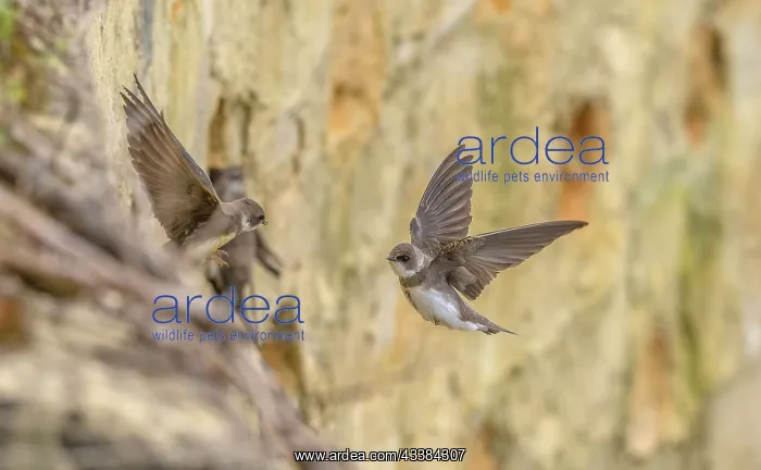 : Sand martins, Riparia riparia, gathering at thei : Sand martins, Riparia riparia, gathering at thei