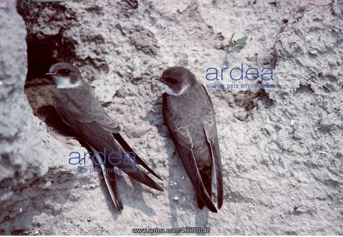 : SAND MARTINS - x two at nest entrance : SAND MARTINS - x two at nest entrance