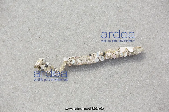 : Sand Mason Worm - tube in sand- Germany : Sand Mason Worm - tube in sand- Germany