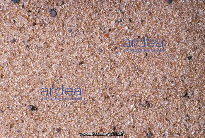 : Sand from the Mohave Desert : Sand from the Mohave Desert