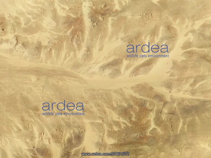 : Sand patterns caused by continuous wind : Sand patterns caused by continuous wind