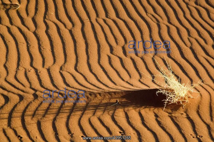 : Sand patterns - with dry shrub and animal tracks : Sand patterns - with dry shrub and animal tracks