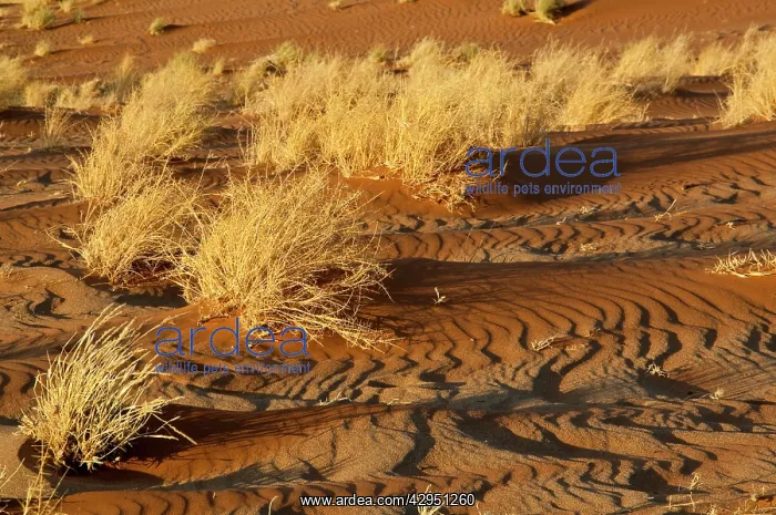 : Sand patterns and dry vegetation : Sand patterns and dry vegetation