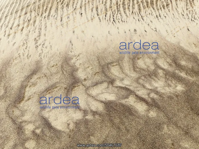 : Sand patterns in the Namib Desert : Sand patterns in the Namib Desert
