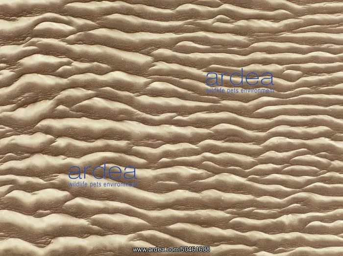  : Sand patterns in the Namib Desert
