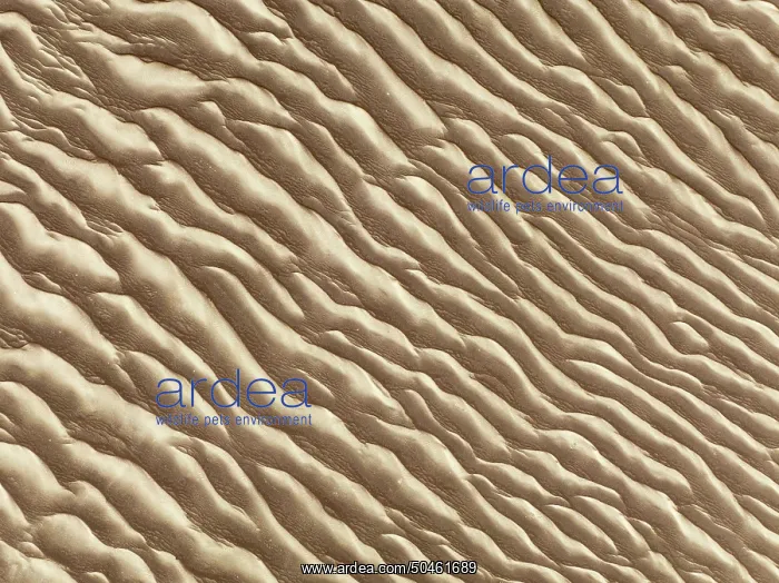  : Sand patterns in the Namib Desert