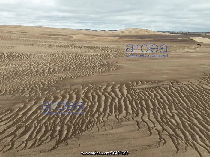  : Sand patterns in the Namib Desert