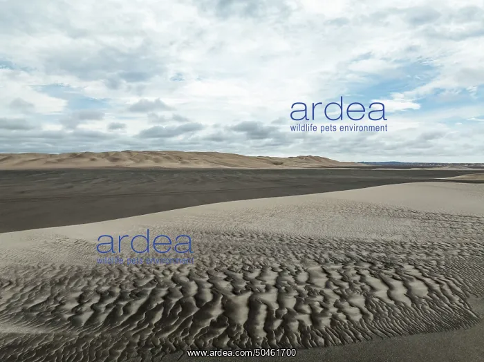 : Sand patterns in the Namib Desert : Sand patterns in the Namib Desert