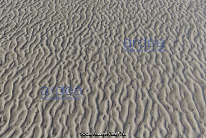 : Sand patterns, structure on mud flats - National : Sand patterns, structure on mud flats - National